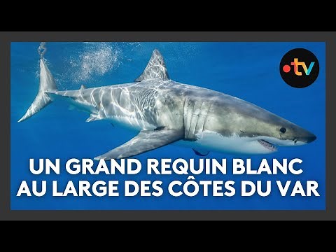 Un Grand requin blanc observé au large des côtes du Var
