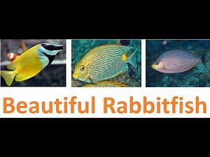 Six Beautiful Rabbitfish For Saltwater Aquarium