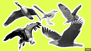 Judge says protection is for the birds