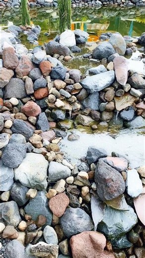 Nature’s Masterpiece: Grand Koi Pond Design 🐟💎 #shorts #koipond