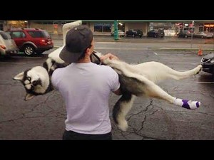 Huskies Are Born Overdramatic and Deserve an Oscar 😂 Funniest Animal Videos 2025
