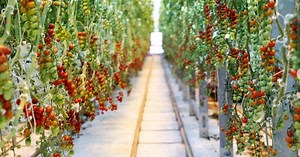 Minnesota tomato grower Bushel Boy Farms is sold