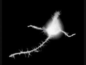 laminin!!