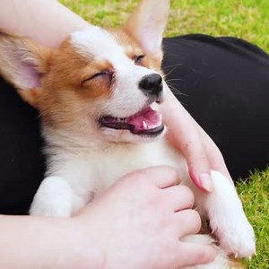 Today is National Puppy Day! VIP Petcare® makes it easy to keep your pet healthy and happy with affordable veterinary care. New patients welcome, walk-in today. | VIP Petcare