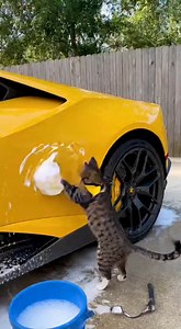 Who Needs a Wash? 💯 | Brian Fisher