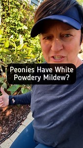 26K views · 1.3K reactions | Peonies are susceptible to powdery...