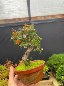 Shishigashira starting to color up | Nick Sebesta