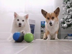 15K views · 138 reactions | The holidays are just around the corner and PetSafe has all the gifts you need to make it magical for the whole family! https://store.petsafe.net/holiday-gifts | PetSafe Brand | Facebook