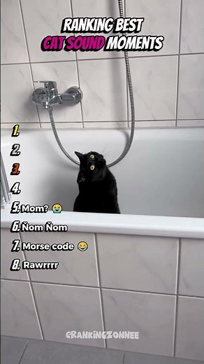 Ranking Best Cat Sound Moments
