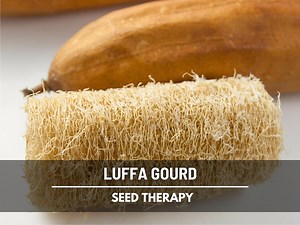 Luffa Gourd Seeds – Heirloom, Versatile & Natural Sponge Gourd, Easy to Grow Vegetable, Garden Favorite | 15 Seeds - Etsy