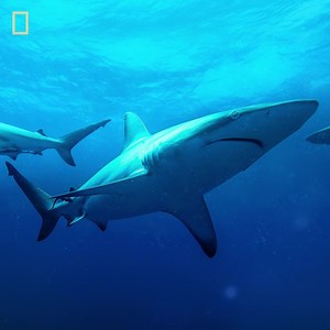 The blacktip shark is found in warm coastal waters around the world—where it often encounters people. Find out more about these ocean predators during Sharkfest all next week on National Geographic Wild 📸: Lion Mountain Media| Peter Lamberti | National Geographic UK