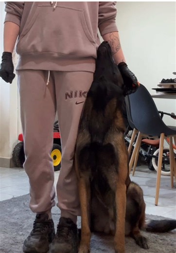 Vidéos de 𝚂𝙰𝙽𝙳𝚁𝙰 & 𝙷𝙰𝙳𝙴̀𝚂 (@hades_dogtraining) avec som original - Aesthetic Beats