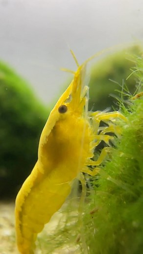 4K views · 7 comments | Marimo Moss Ball maintenance staff ‍ #neocaridina #shrimp #marimo #cleaner #dakuaquatics #aquarium #aquariumhobby #fishtank #aquascape #aquariumfish #fish #aqua #aquariumsofinstagram #aquascaping #freshwateraquarium #tropicalfish #fishkeeping #plantedtank #plantedaquarium #glassbox #natureaquarium #freshwater #freshwaterfish #aquascaper #cichlid #aquariumplants #fishy #aquaticplants #fishtanks | Daku Aquatics | Facebook