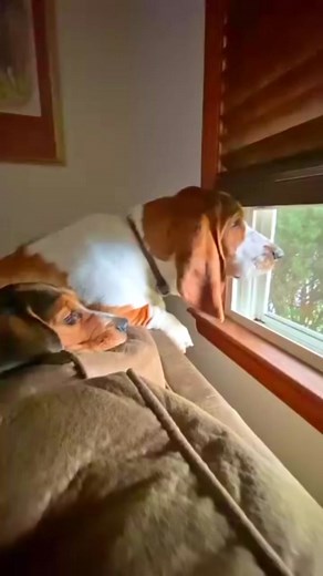 I think I’ve figured out why these guys bark from the safety of our living room: 1) Actual Danger(1%) 2)Delivery People/Neighbors daring to exist(49%) 3)Absolutely nothing (but we thought we heard something probably (50%) | Steven Paras