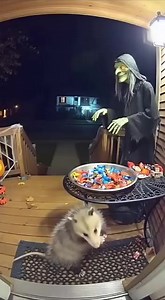 1.1K views · 11 reactions | When the possum gets scared! #Possum #Wildlife #NatureLovers #AnimalBehavior #ScaredAnimals #CuteAnimals #WildlifePhotography #NatureDocumentary #UrbanWildlife #AnimalEncounters | Publishing Experts LLC | Facebook
