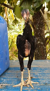 4K views · 155 reactions | BLACK TANAKA SHAMO # Pullet Strain of Black mamba ADAM | SHAMO Kidapawan City | Facebook