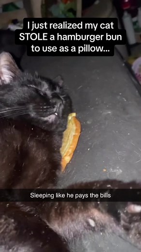 Cat Stealing Bun to Use as Pillow