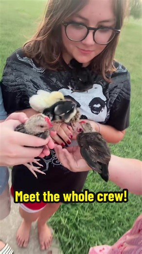 Meet the whole crew! First of all we have the roosters, Level One and Gus. The are about 8 weeks old. We also have our baby chicks: Lady, Judy, Pickles, and Billy Jo 🐔🐔🐥🐥🐥🐥 #cutepets #chickens #sillypets #trending #roadto1k
