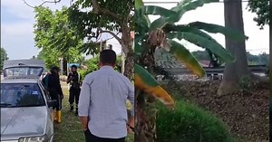 [WATCH] Landscaping workers caught red handed doing shoddy work by roadside | New Straits Times