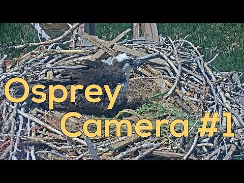 Boulder County Fairgrounds Osprey Camera