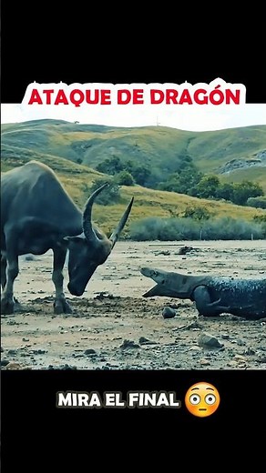 con sus crías ni te metas! 😡 #ñu #dragon de comodo #vidasalvaje