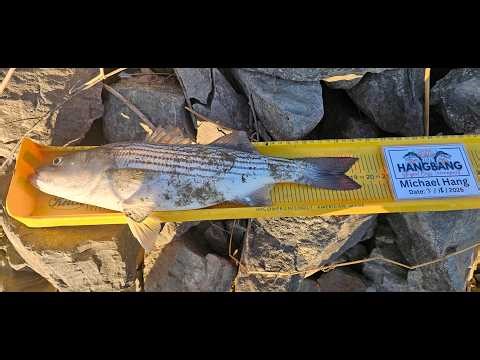 Live Striper Talk About The Sacramento River Striper Run