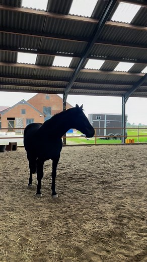 Sometimes this is all you need 🧤🥰 A friend ready to fetch your glove ❤️ What fun tricks have you taught your animal? It all starts with just getting your horse curious about obstacles. If your horse can touch an obstacle with his nose on command, this is a fun little next step… can you tell Hubi loves this game? #animaltricks #animaltraining #horse #horsetricks #horsetraining #horsefun #positivereinforcementtraining #positivereinforcementhorsetraining #horsemanship #equestrian #riverlandhorsef