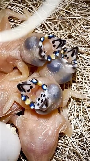 Từ Xấu Xí Thành Tuyệt Đẹp – Hành Trình Lột Xác Của Chim Sẻ Vàng 🐦✨