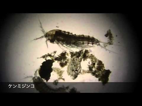 水の中の小さな生き物