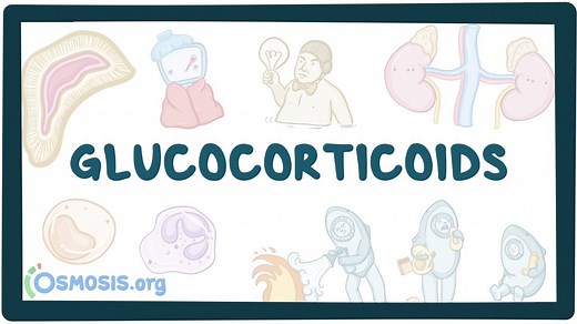 Glucocorticoids: Video, Causes, & Meaning | Osmosis