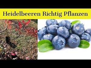 ⭐⭐ Wie pflanze ich Heidelbeeren - Vermeiden Sie diesen Fehler beim Pflanzen von Heidelbeeren ⭐⭐