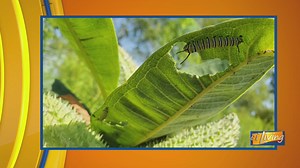Milkweed: The Butterfly Magnet for Your Yard
