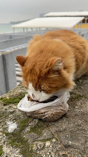 You can eat Lyubimchik Marquis straight from the bag. Oleksii Dokov Natalie Bulavina CatChatter-YT Happy American Cats | Алла Докова