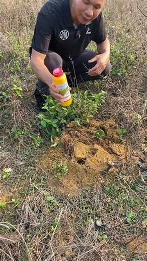 Crushing the Red Imported Fire Ant Threat