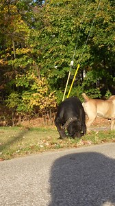 2.7K views · 100 reactions |  These adventurous Boerboels are loving life on the trails! ️ Exploring new environments together helps build confidence and reduce anxiety.  #BoerboelAdventure #hikingwithdogs #naturelovers #dogsofinsta #happydogs #outdooradventures | Boerboel Breeders Ohio | Facebook