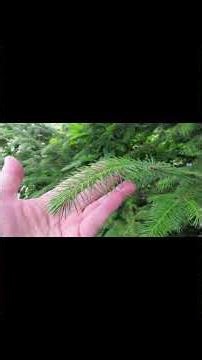 What's happening to the Sitka Spruce Trees? #nature #hiking #outdoors