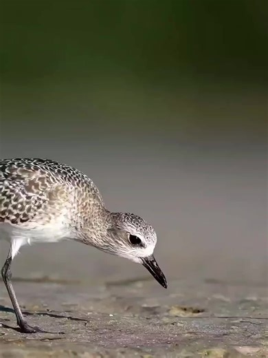 Name bird: dunlin (Calidris alpina) #bird #birdsoftiktok #animals #FYP #FYP #foryou #viral #trending #dunlin #fantasticbeasts