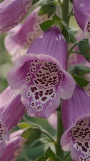6월 13일 탄생화 디기탈리스 꽃말·유래·효능·키우기
