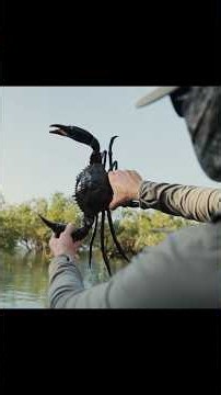 Beasts of Northern Australia | Wild Creek Filmwork 📽️ #documentary