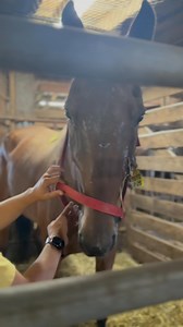 TRIGGER WARNING: viewer discretion is advised. GRAPHIC injury! I don’t even know what to say about this poor horse. Half his face is dangling off and it’s exposed down to the nasal bone. The slaughter holding facility wanted to shoot him because the pain is driving him insane and making him dangerous. He’s been slamming himself against the ground and the bars to get relief. He kicked a worker badly in the arm hard enough to break it for trying to handle him. My wife Ally has been handling danger