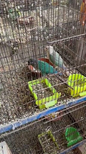 Best Soft Food Diet for All Parrots 🦜✨ | Happy & Healthy Birds