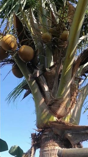 27 February 2026 #buhayprobinsya #niyog #coconut