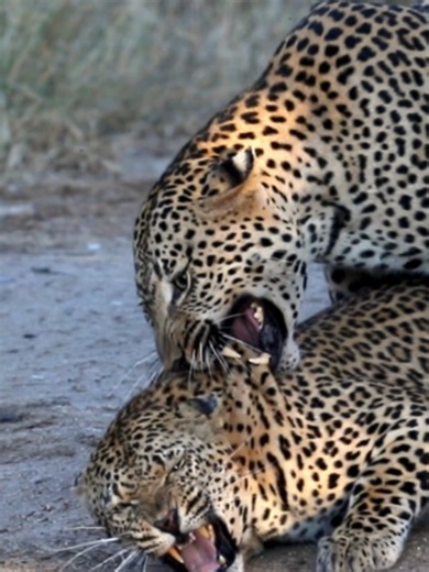 Leopard Courtship Behavior: Male and Female Meeting in the Wild