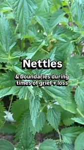 Boundaries are not about restriction or punishment. They are living structures that support sustainability, integrity, and endurance. Nettles ensure we have the strength to uphold the shifts that destabilize us. During times of loss and grief, they can invite us to build boundaries that allow us to stand upright in our lives and feel confident doing so. During grief, we can go either way — giving too much, or not enough. Sometimes, we might not even know which way is up or down. Which is why I l