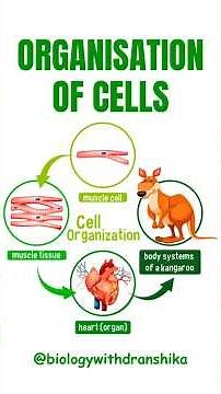Cells → Tissues → Organs → Systems That’s the beauty of life’s organisation! #organisation #cell
