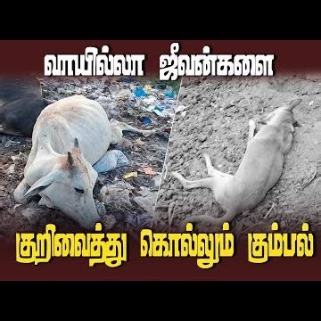 மதுரையில் தொடரும் மாடுகள், நாய்கள் இறப்பு குறித்து போலீசார் விசாரணை | Madurai Cow and Dog Death