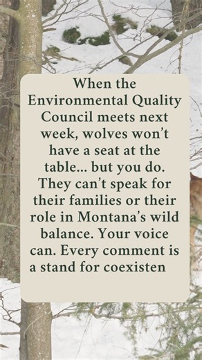 On October 23rd, the Environmental Quality Council (EQC) will meet in Helena, and the Montana Fish, Wildlife & Parks Director will testify on wolf management. Montana’s wolf quotas are already among the most extreme in the country. The state currently allows the killing of up to 558 wolves, nearly half of the estimated population. A single person can legally kill 30 wolves in one season: 15 by shooting and 15 by trapping. Now, Rep. Paul Fielder, who has openly stated his intent to see even more 