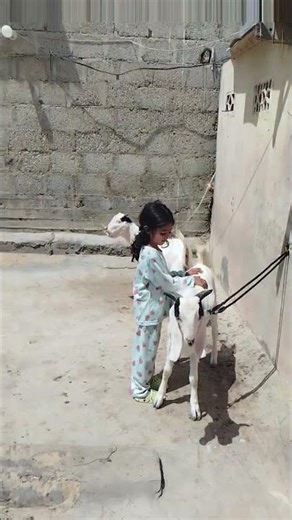 Cute moments with kids and goat 🐐❤️#shorts #bakra #cute #kids #funny #viral #fyp #youtubeShorts27