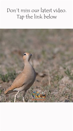 Cream-colored Courser in Full Sprint