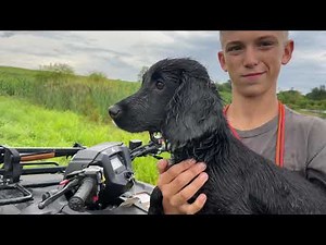 English Cocker Spaniels Are Awesome!
